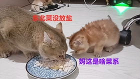 猫咪食用鸡肉导致拉稀，原因解析、应对方案与预防策略